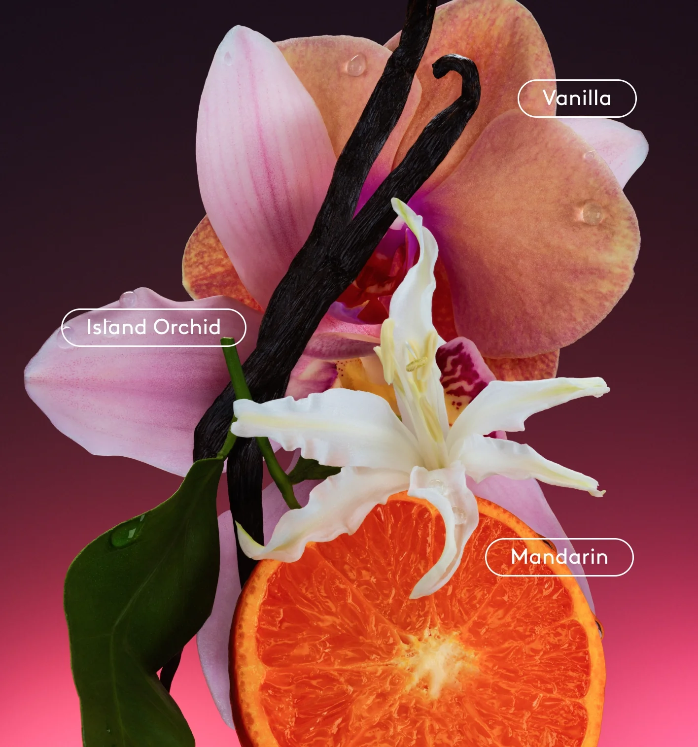 Daily Refresh Set - Image 3